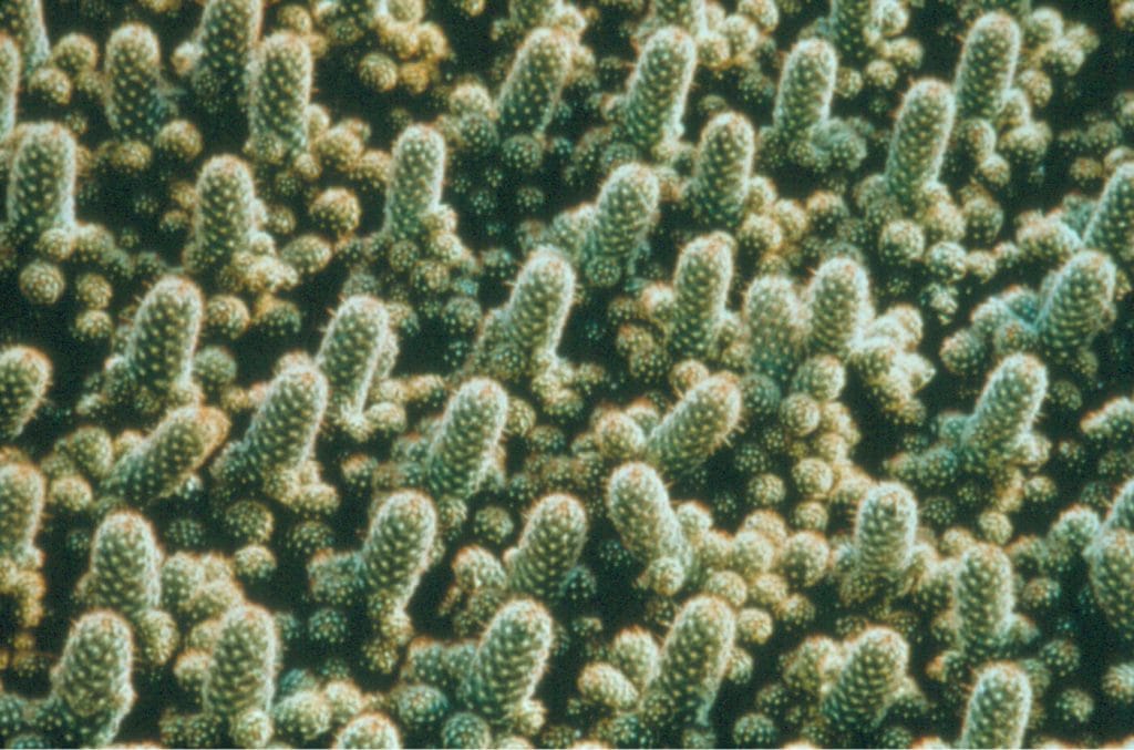 Cactus Painting-1, 1998 - Specific project in the Roman theater, Sagunto, Spain - Cheim and Read